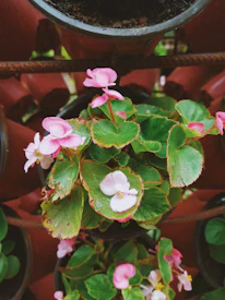 Close-up of a healthy flowering potted plant with bright blooms and rich green leaves.