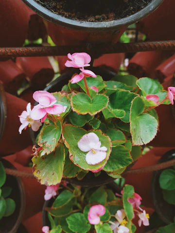 Close-up of a healthy flowering potted plant with bright blooms and rich green leaves.