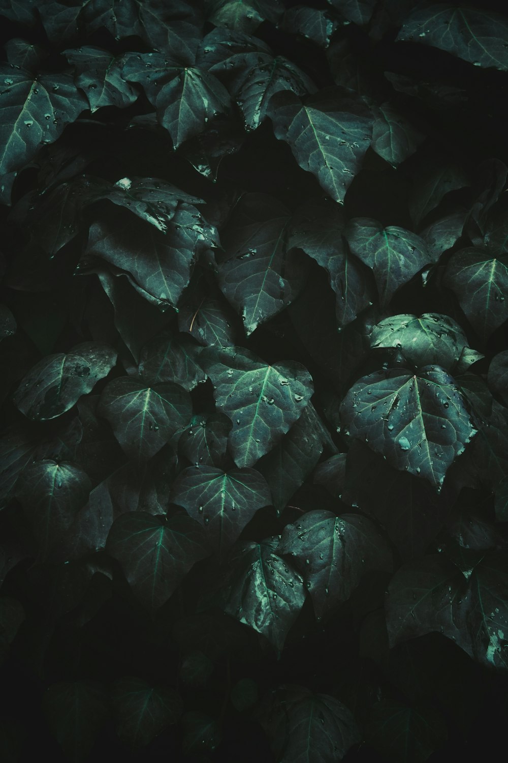 green and black leaves in close up photography