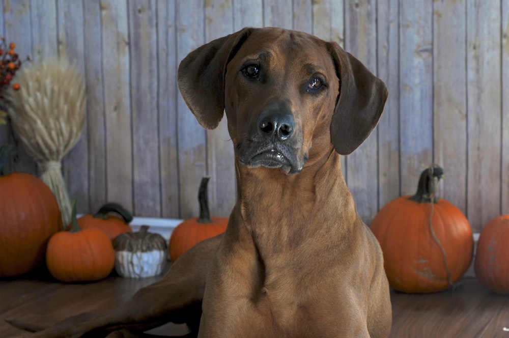 brown short coated dog on brown wooden floor