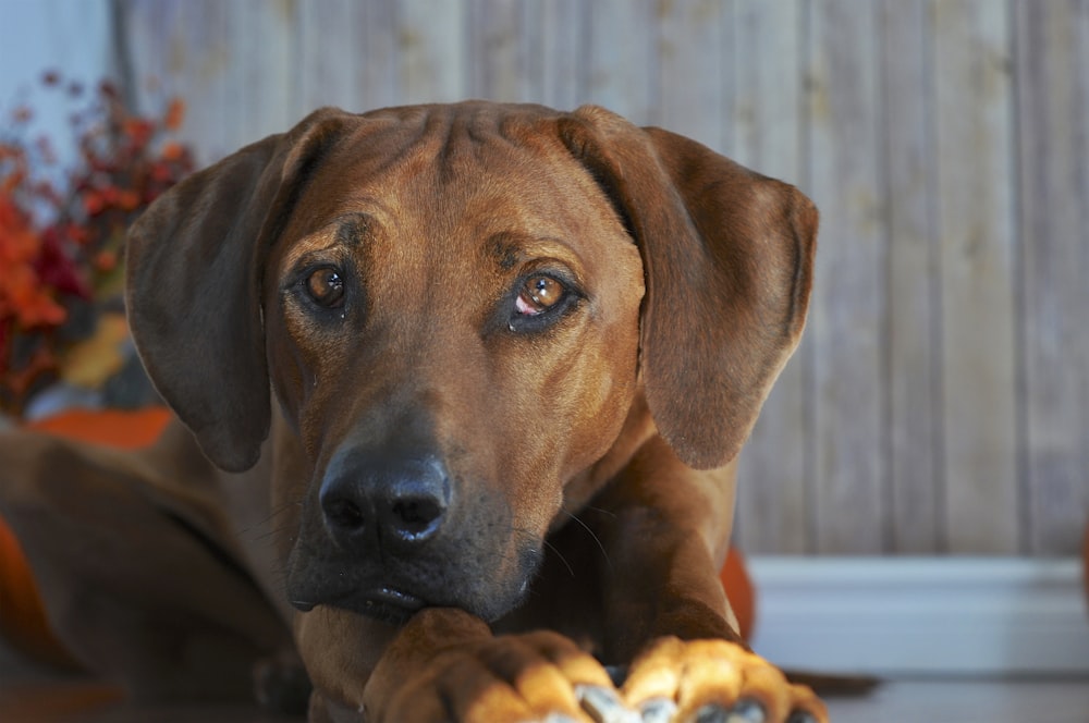 brown short coated dog on brown wooden floor