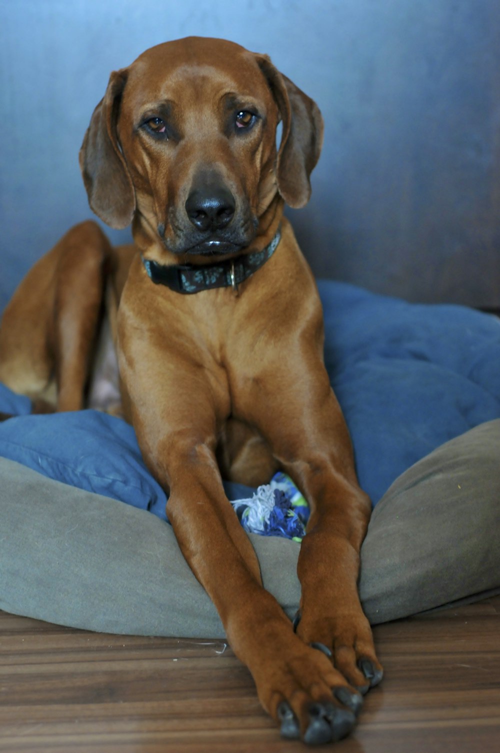 brown short coated dog on blue textile
