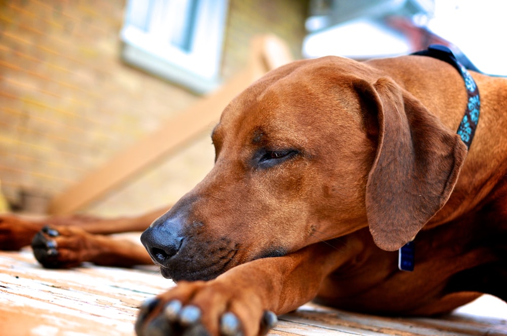 brown short coated dog on brown wooden log during daytime