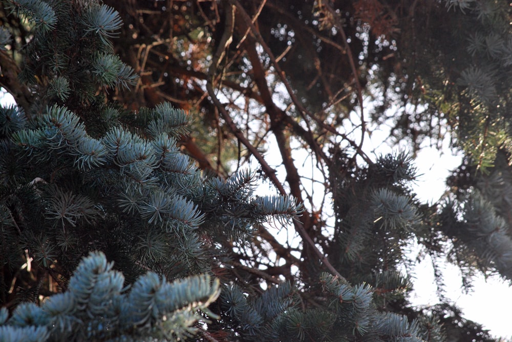 green pine tree with snow