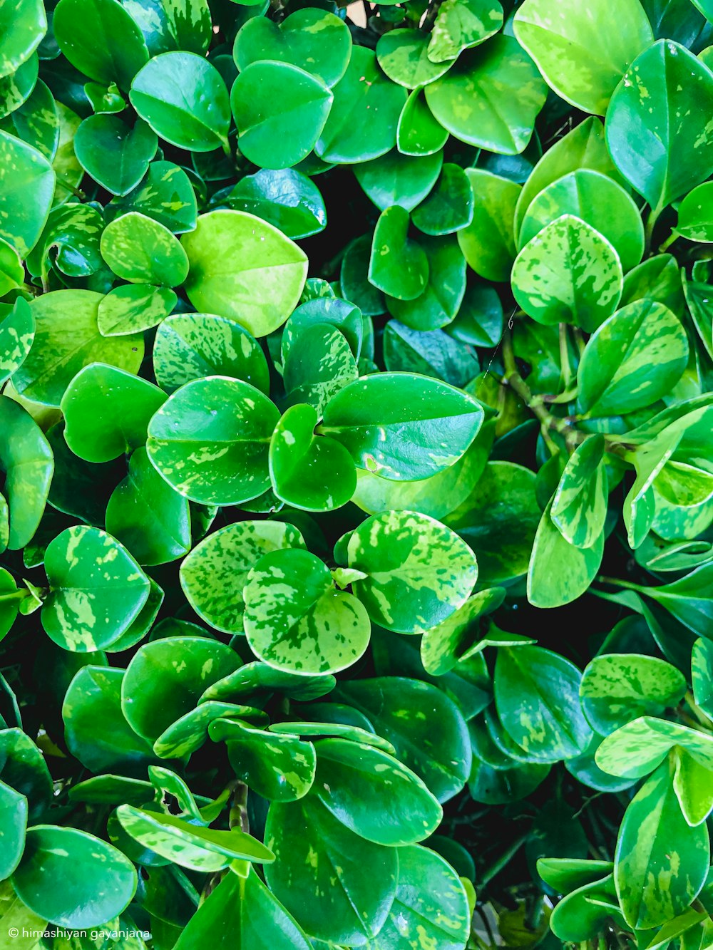 green leaves with water droplets