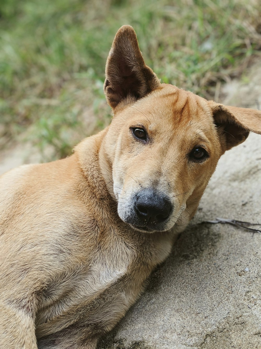 brown short coated dog lying on gray concrete floor