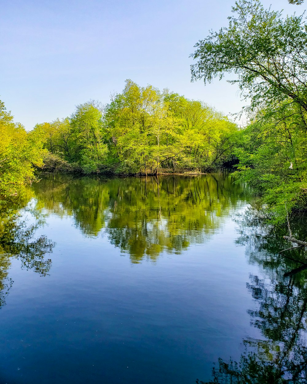 green trees beside river during daytime