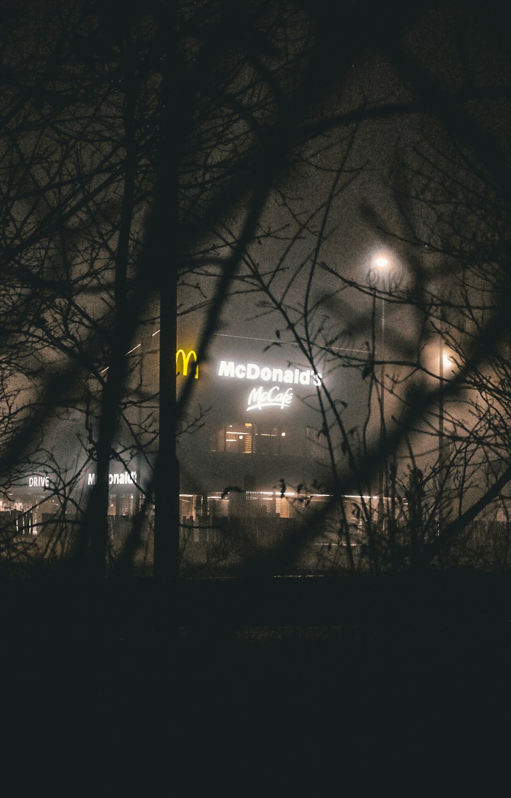 silhouette di alberi spogli durante la notte