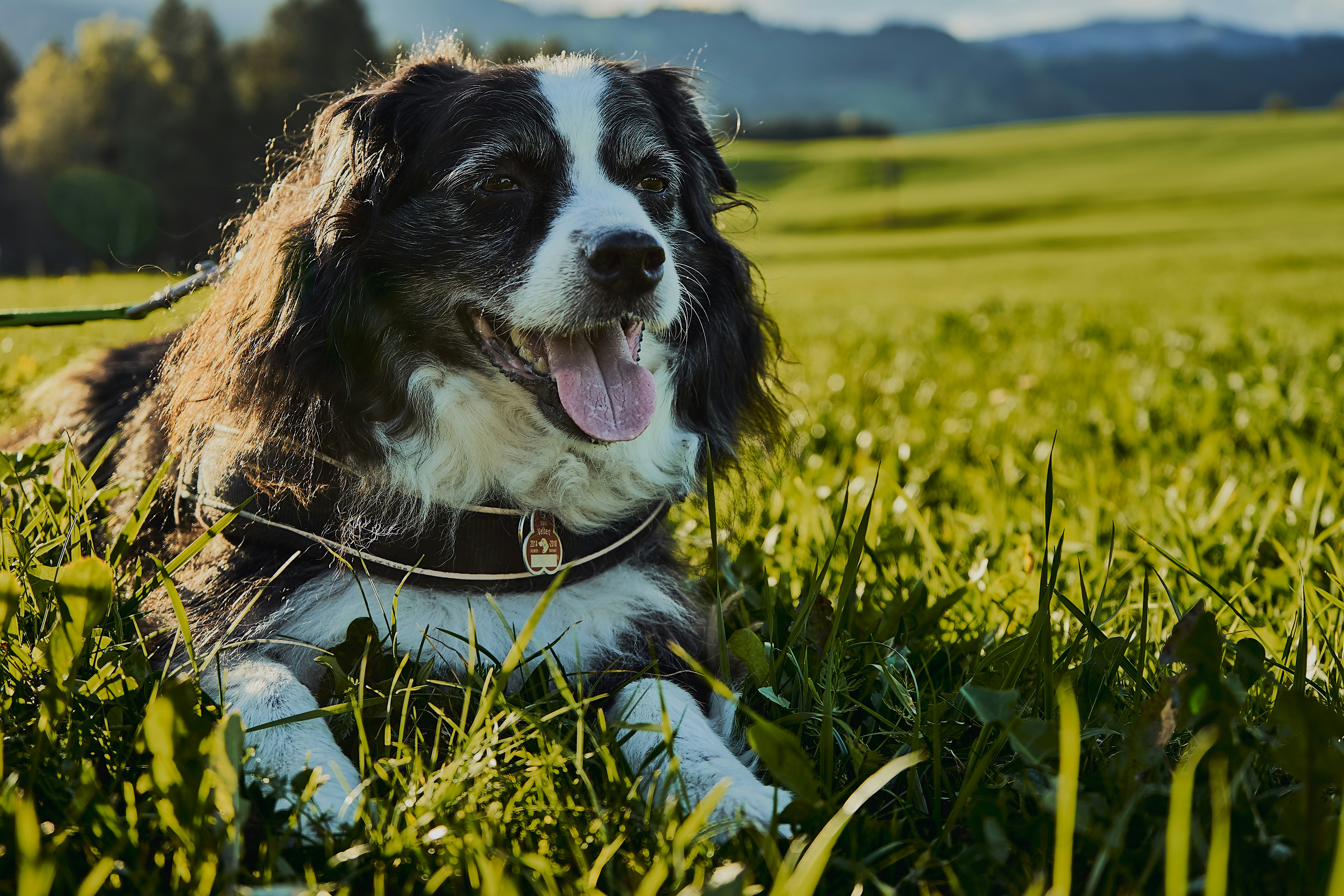 black and white border collie puppy on yellow flower field during daytime