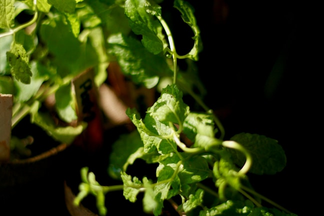 Close-up of vibrant green leaves thriving in a sunlit indoor garden.