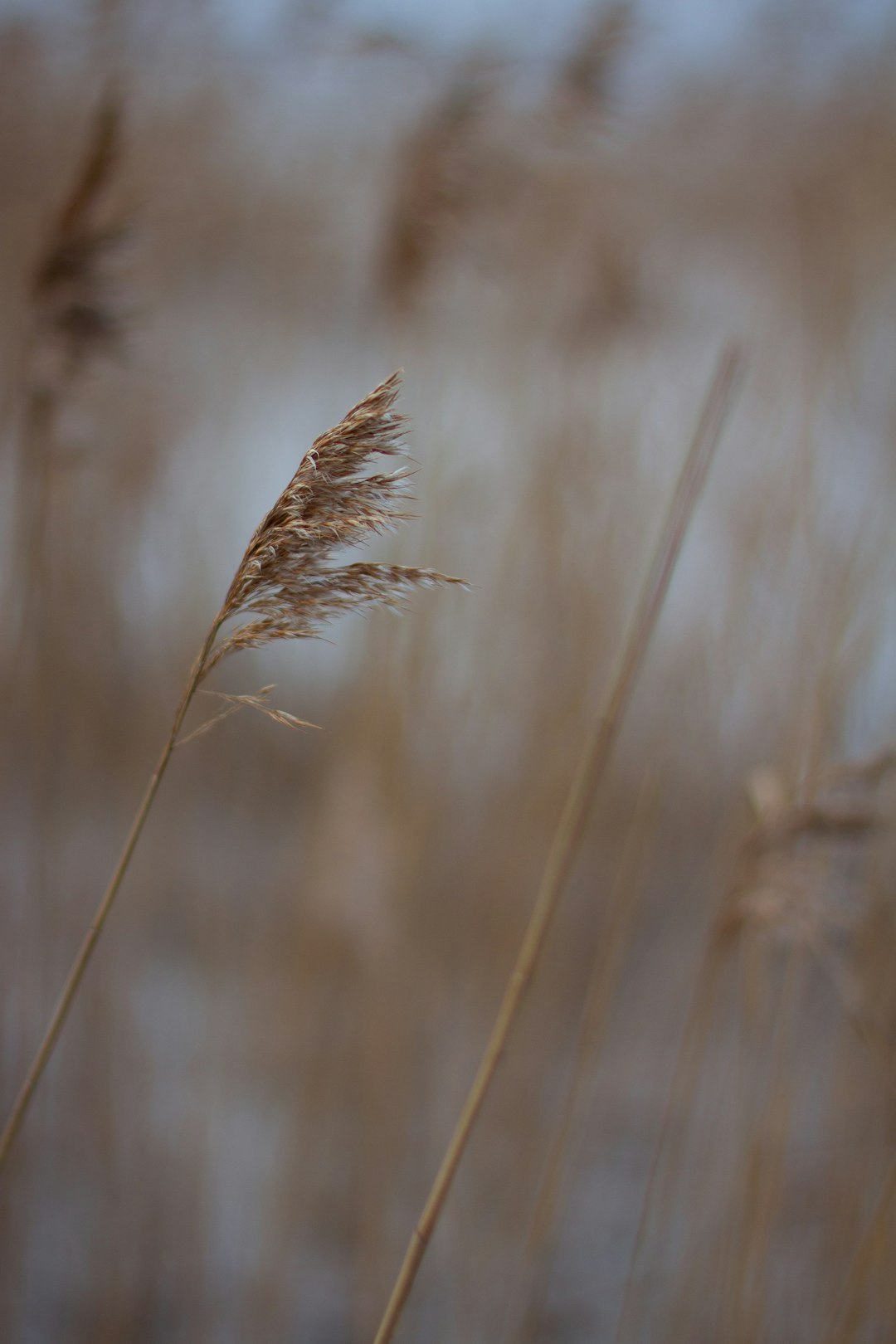 brown wheat in close up photography