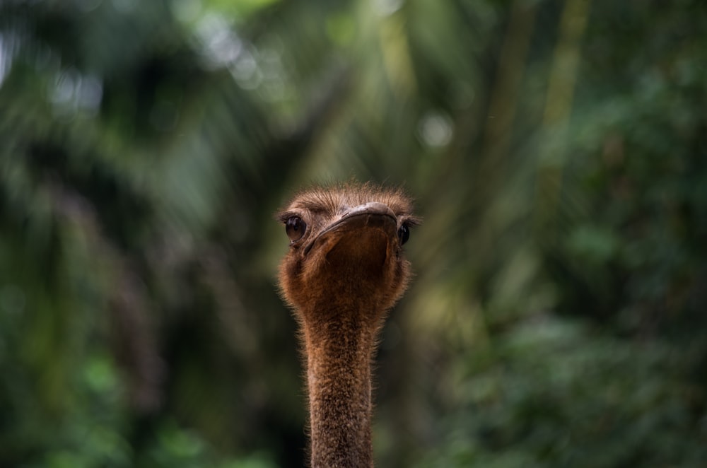 brown and black ostrich head