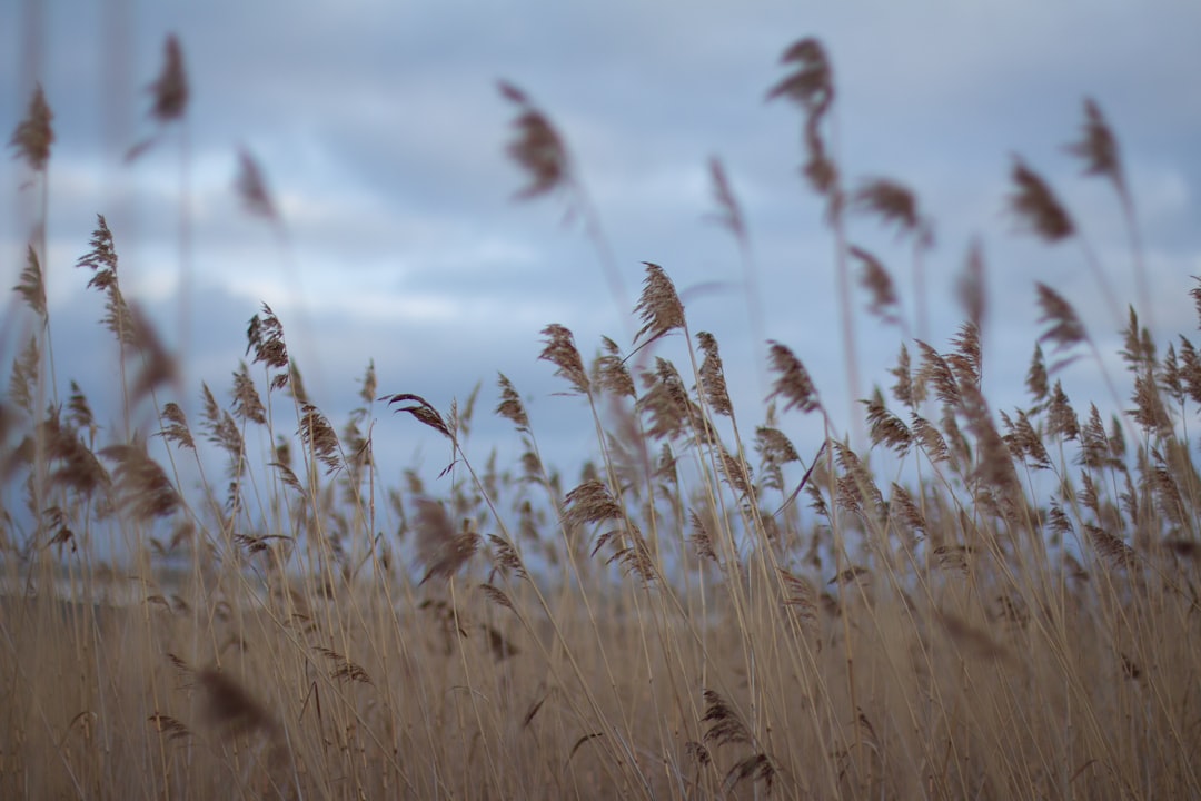 brown wheat field during daytime