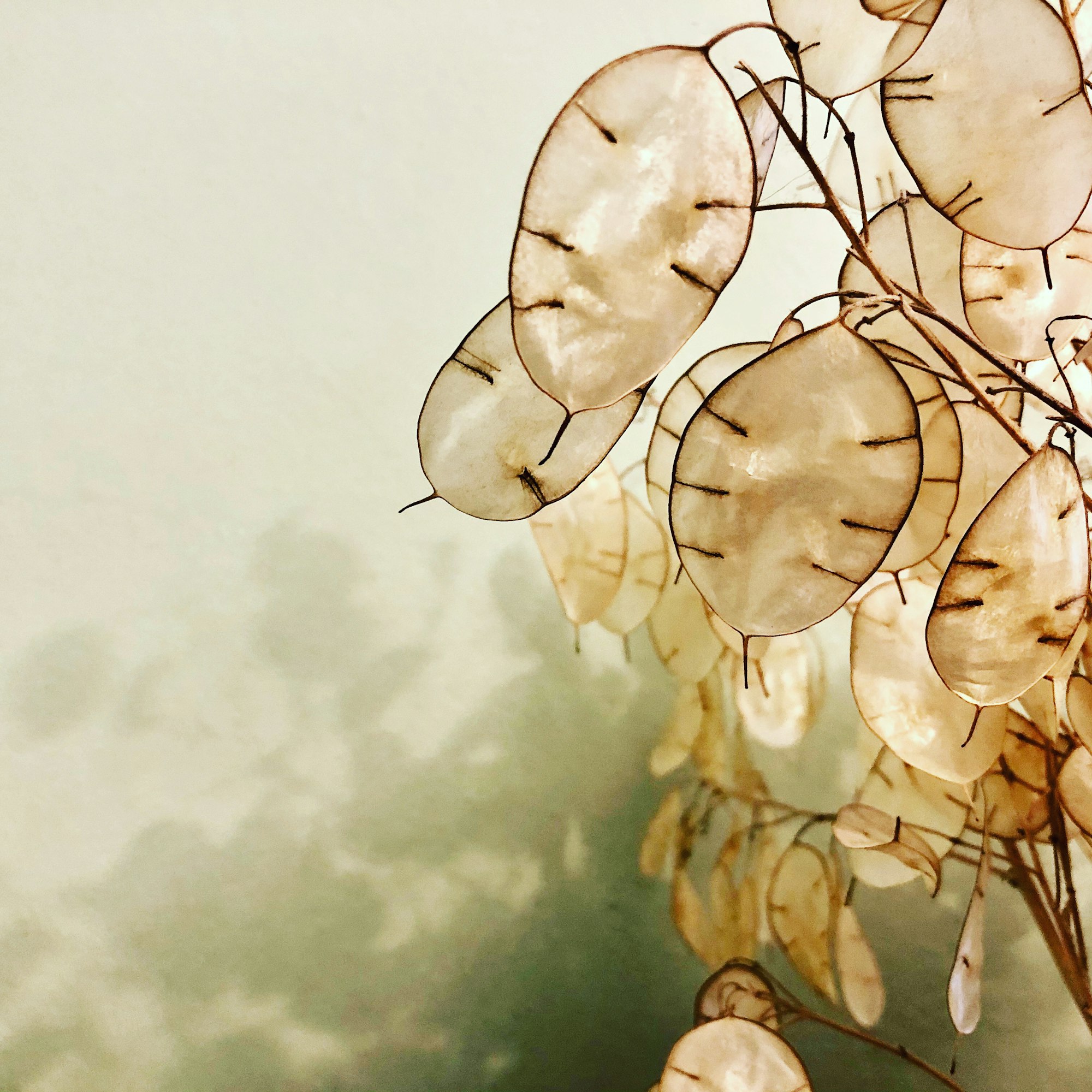 Dried honesty flowers against soft sage light — still, grounded, and calm