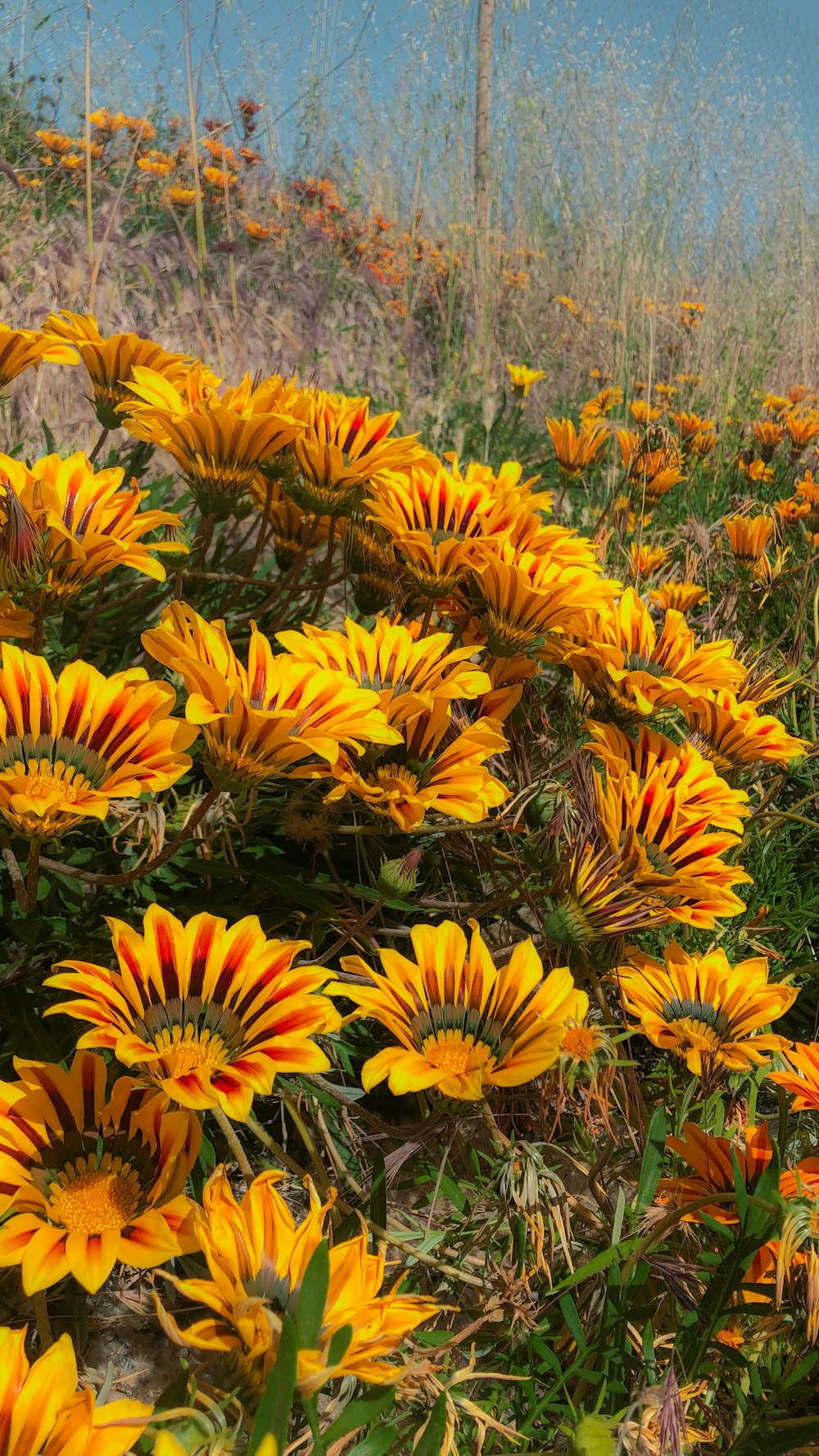 yellow sunflower field during daytime