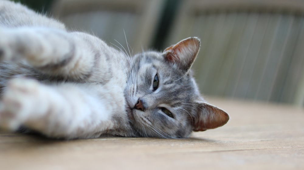 Silver Tabby Cat Lying On Brown Wooden Floor Photo Free Cat