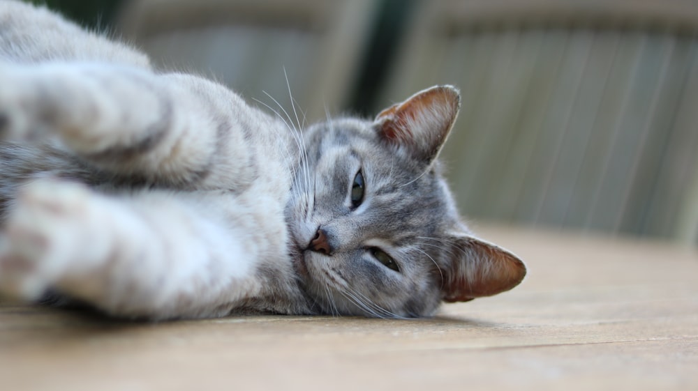 silver tabby cat lying on brown wooden floor