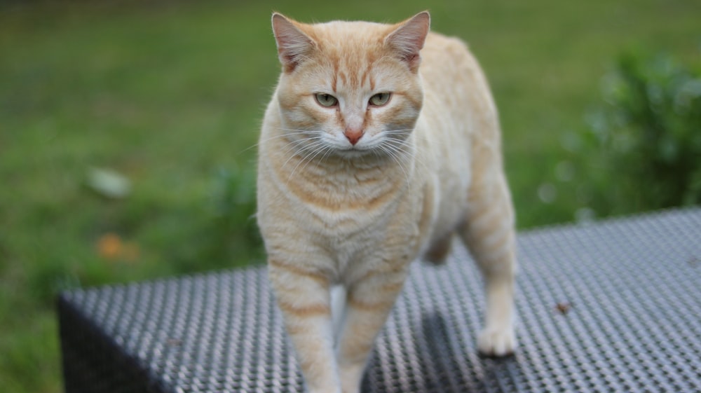 orange tabby cat on black and white textile