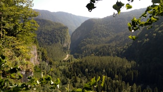 A scenic view of mountain trails winding through lush green forests at Puncak Mungker