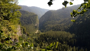 A scenic view of walnut trees in the Himalayas.