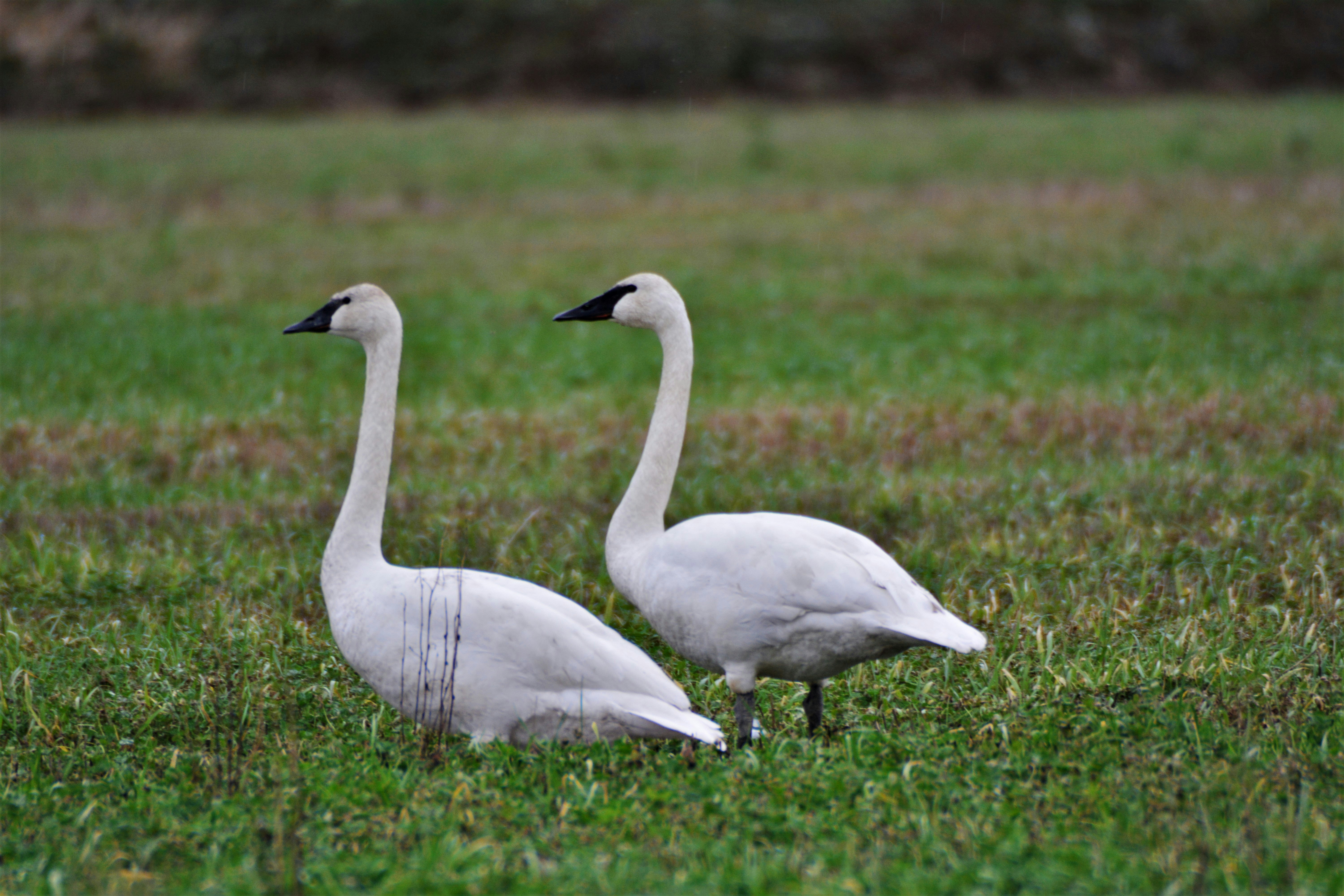 Photo by bryanhanson