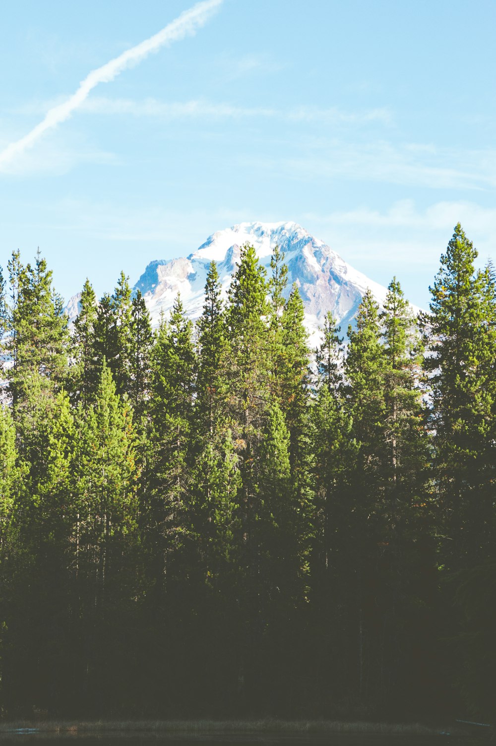 green pine trees near snow covered mountain during daytime