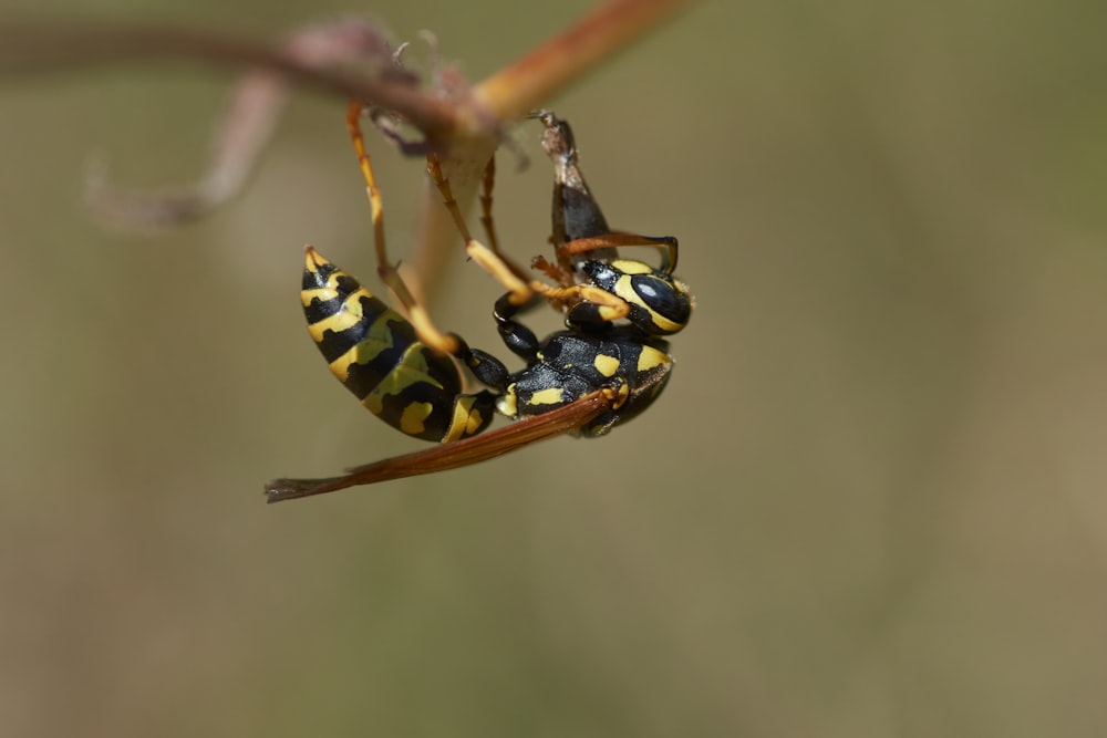 yellow and black bee on brown stem