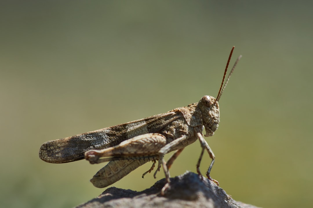 brown grasshopper on gray rock during daytime