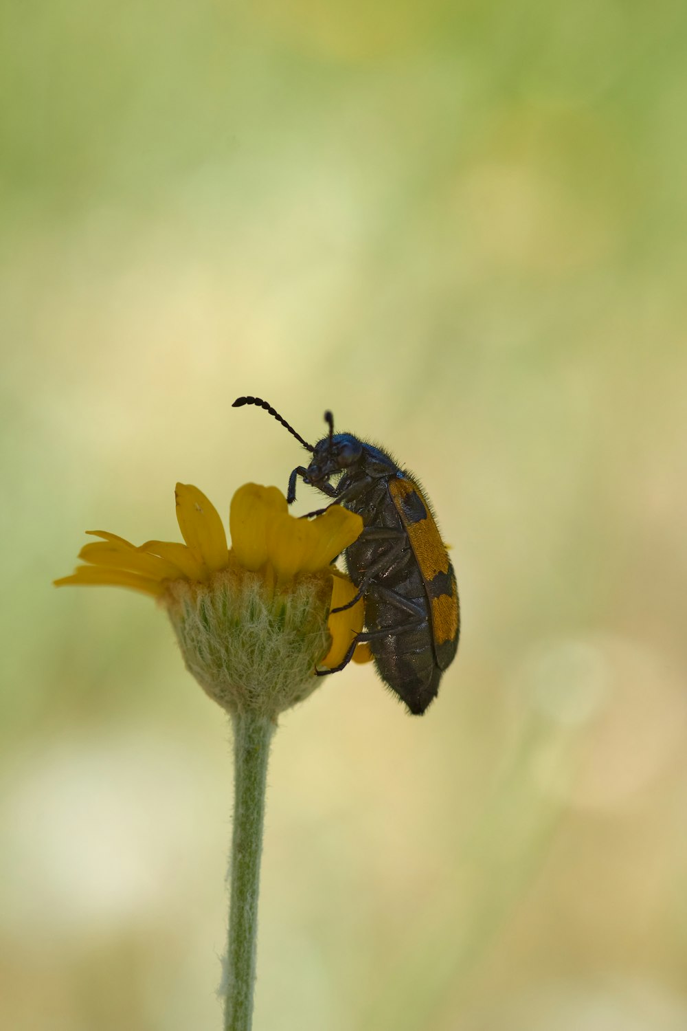 black and yellow butterfly perched on yellow flower