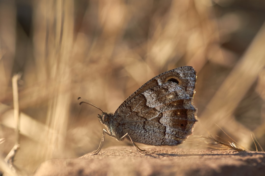 brown and white butterfly on brown grass during daytime