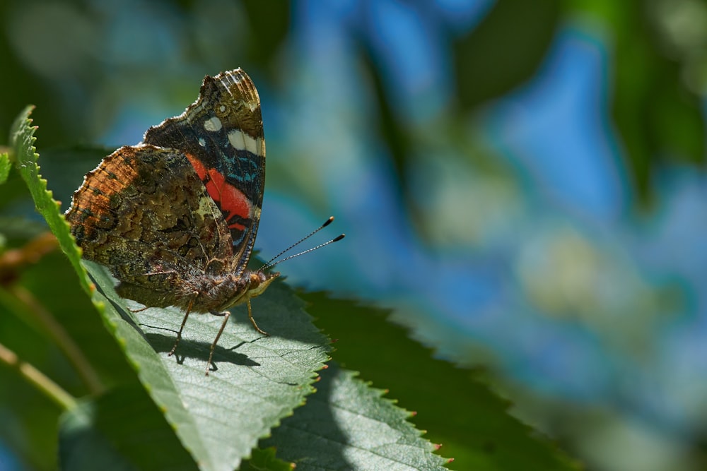 Brauner, weißer und schwarzer Schmetterling sitzt auf grünem Blatt in Nahaufnahme bei Tag