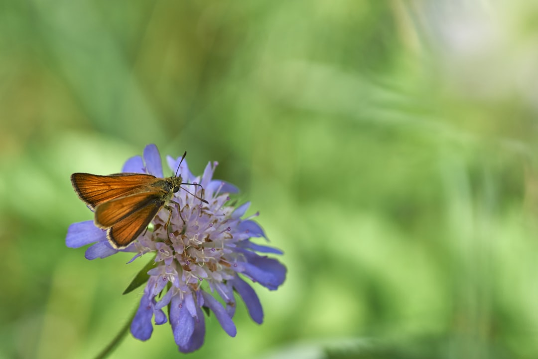 brown and black butterfly on purple flower