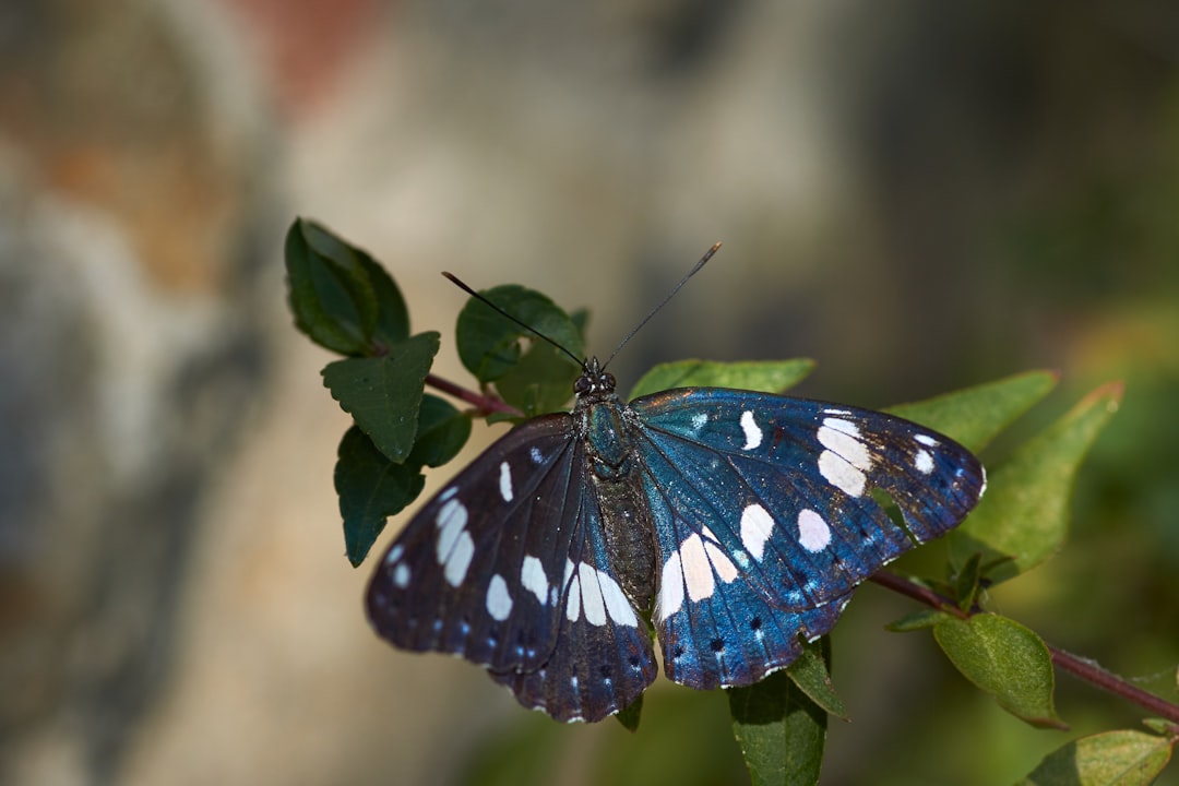 black white and blue butterfly perched on brown leaf in close up photography during daytime