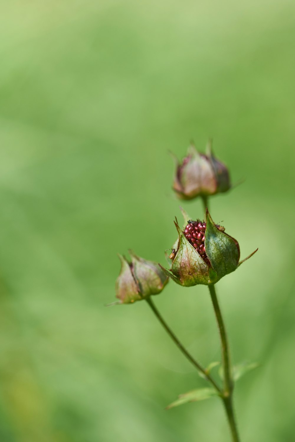 green and brown plant in close up photography