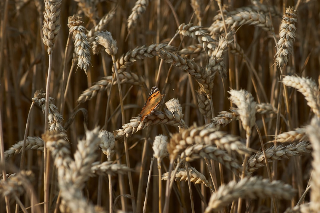 brown butterfly on brown wheat