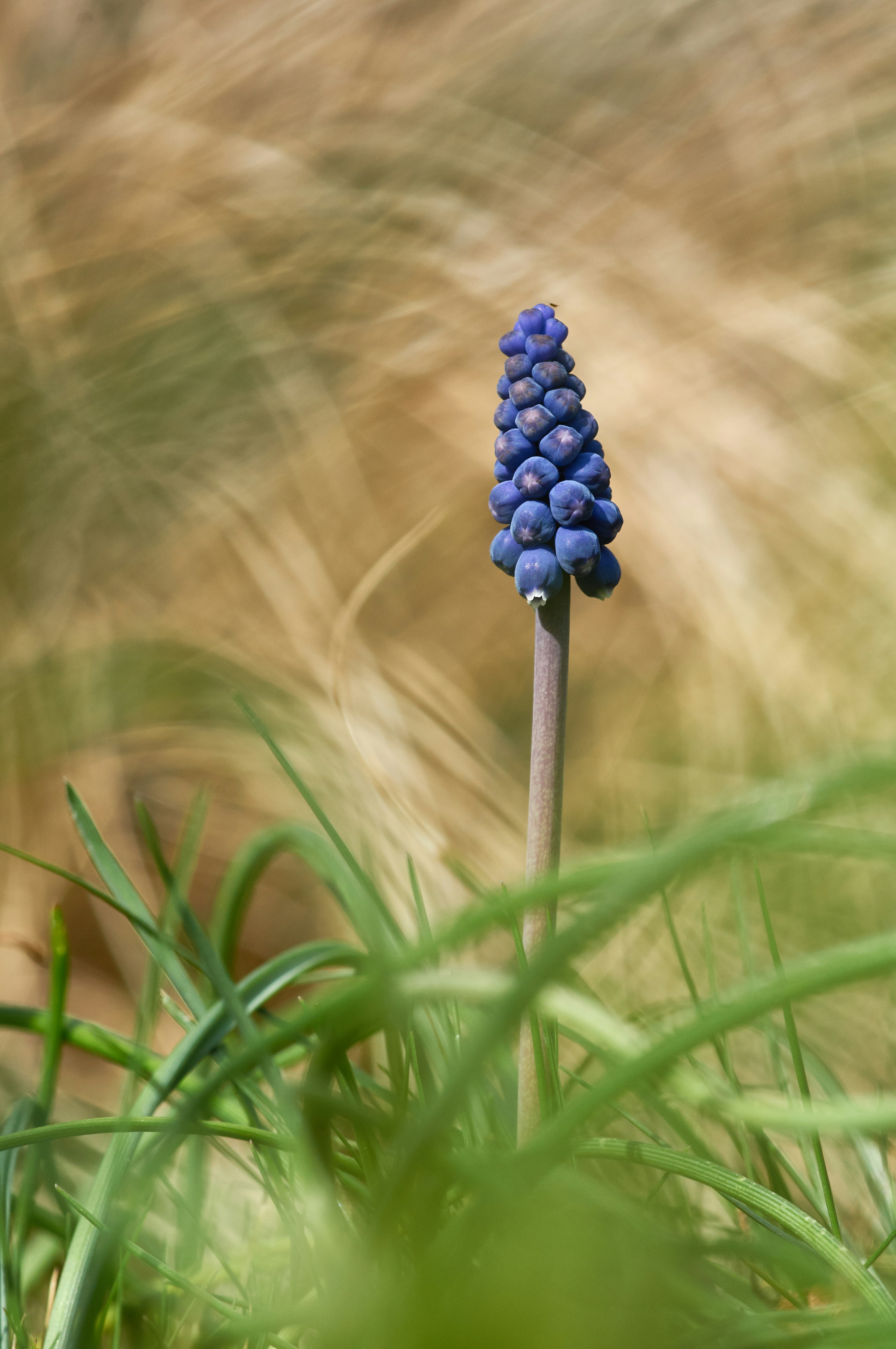 Photo by wolfgang_hasselmann