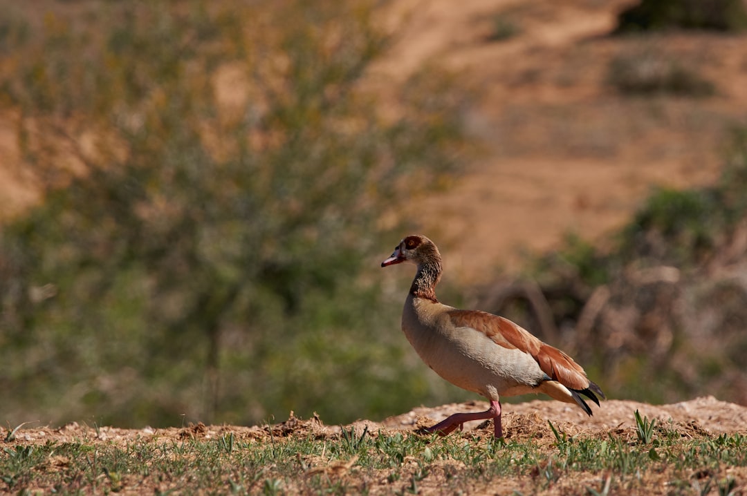 white and brown bird on brown grass during daytime