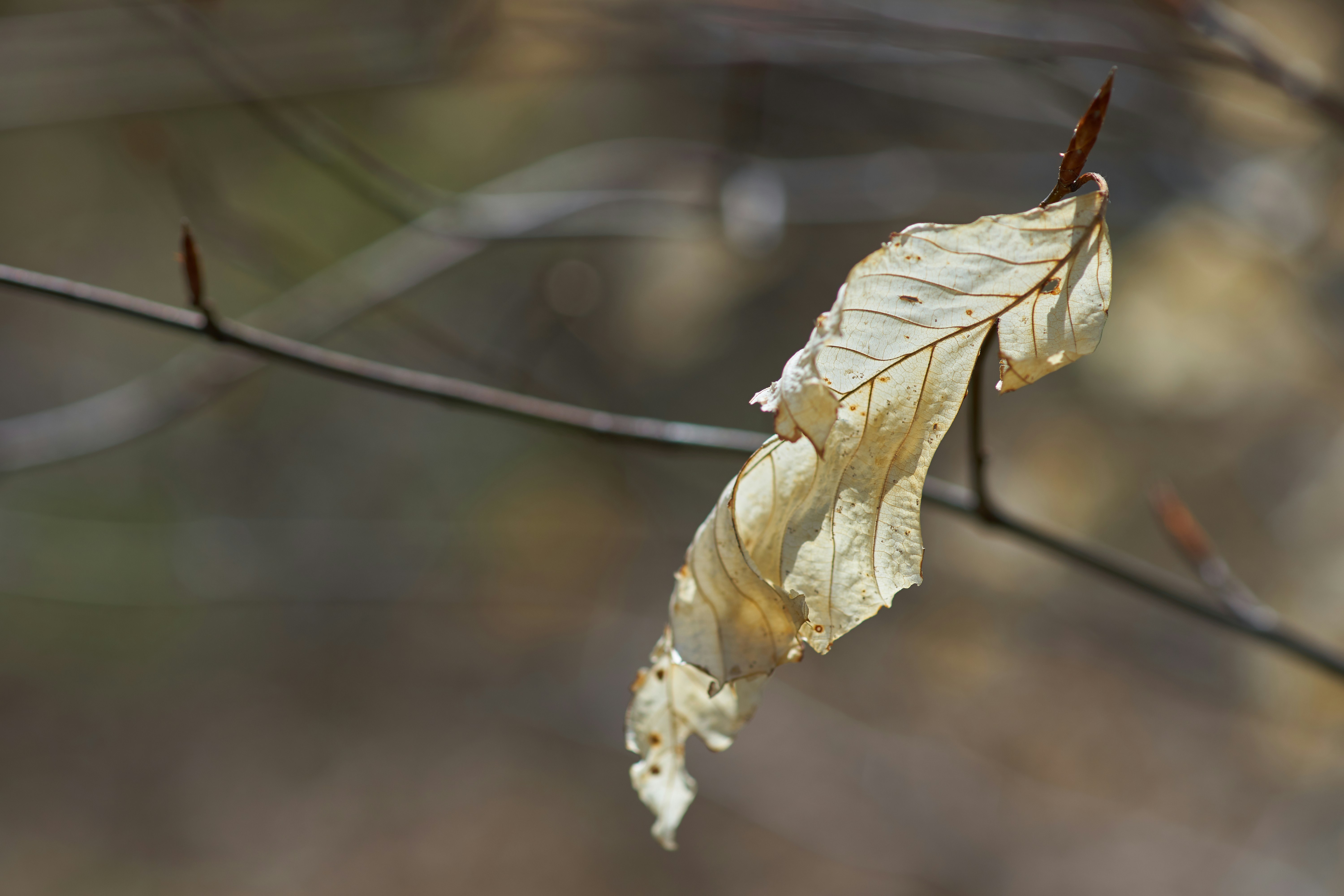 Photo by wolfgang_hasselmann