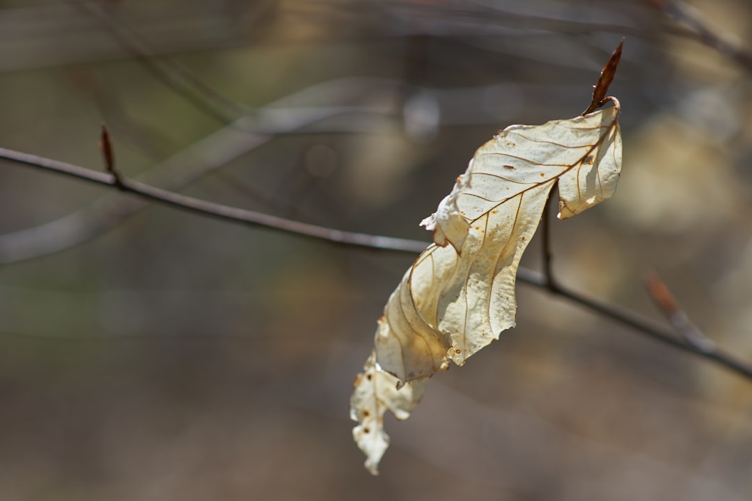 white and brown leaf in tilt shift lens