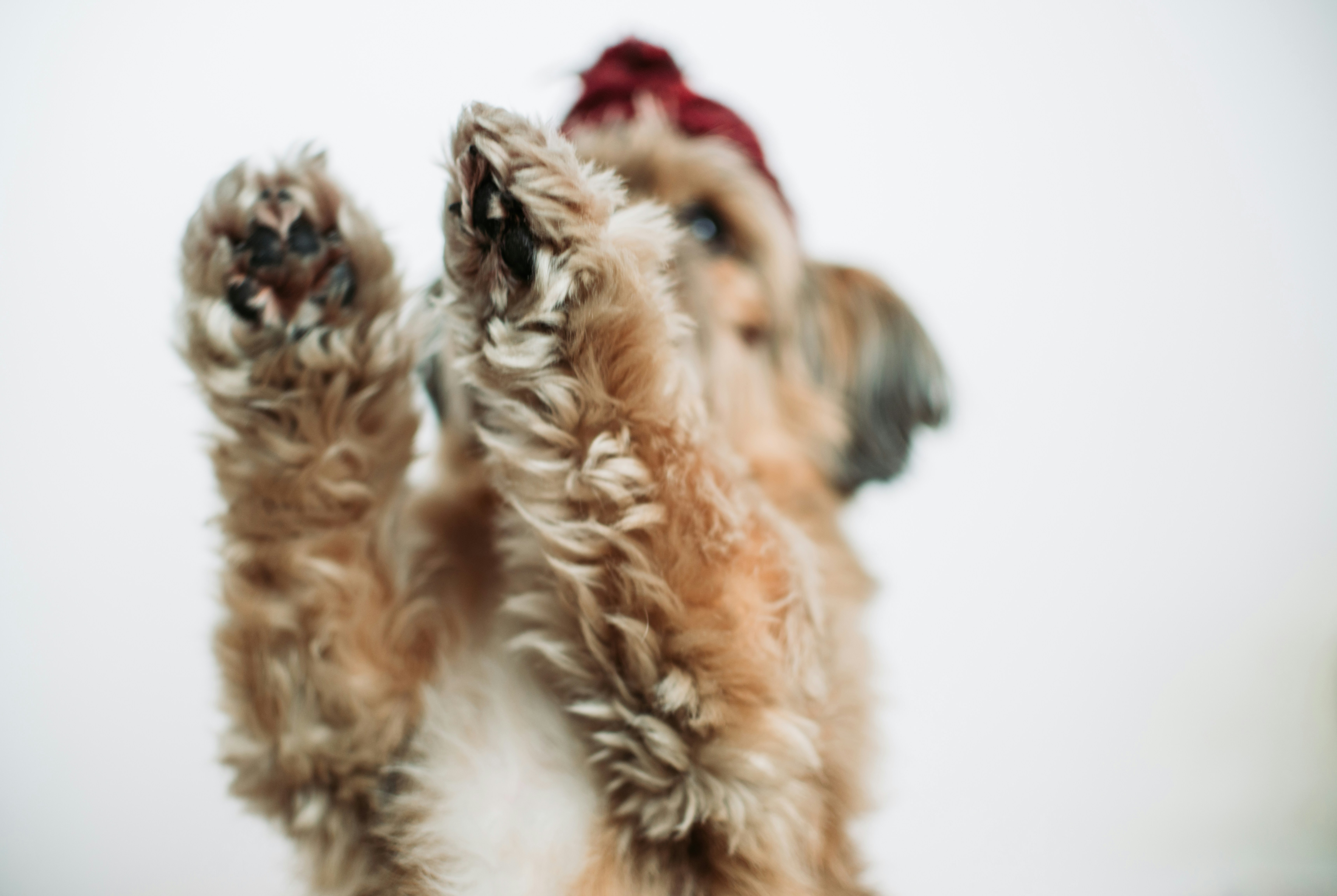 50+ Warm Dog Greeting Stretch Wishes to Brighten Your Day