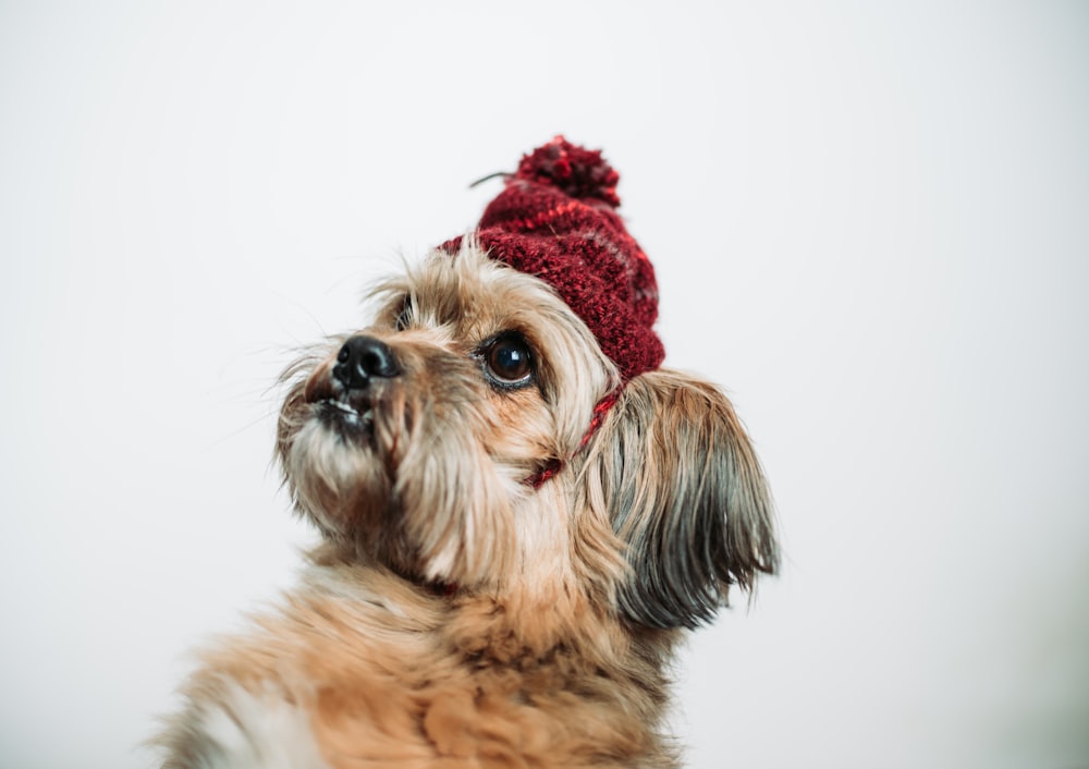 brown and black long coated small dog wearing red santa hat