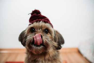 A dog with a sideways cap and a cheeky grin, set against a graffiti wall.