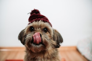Cozy Dog Hoodie