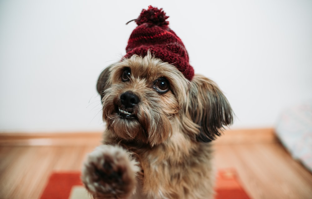 brown and black long coated small dog wearing red santa hat