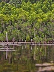 Lush mangrove trees stand densely packed near the edge of a water body. The vibrant green foliage creates a rich canopy that reflects on the still water below. Submerged tree trunks and branches are visible, adding texture and complexity to the scene.