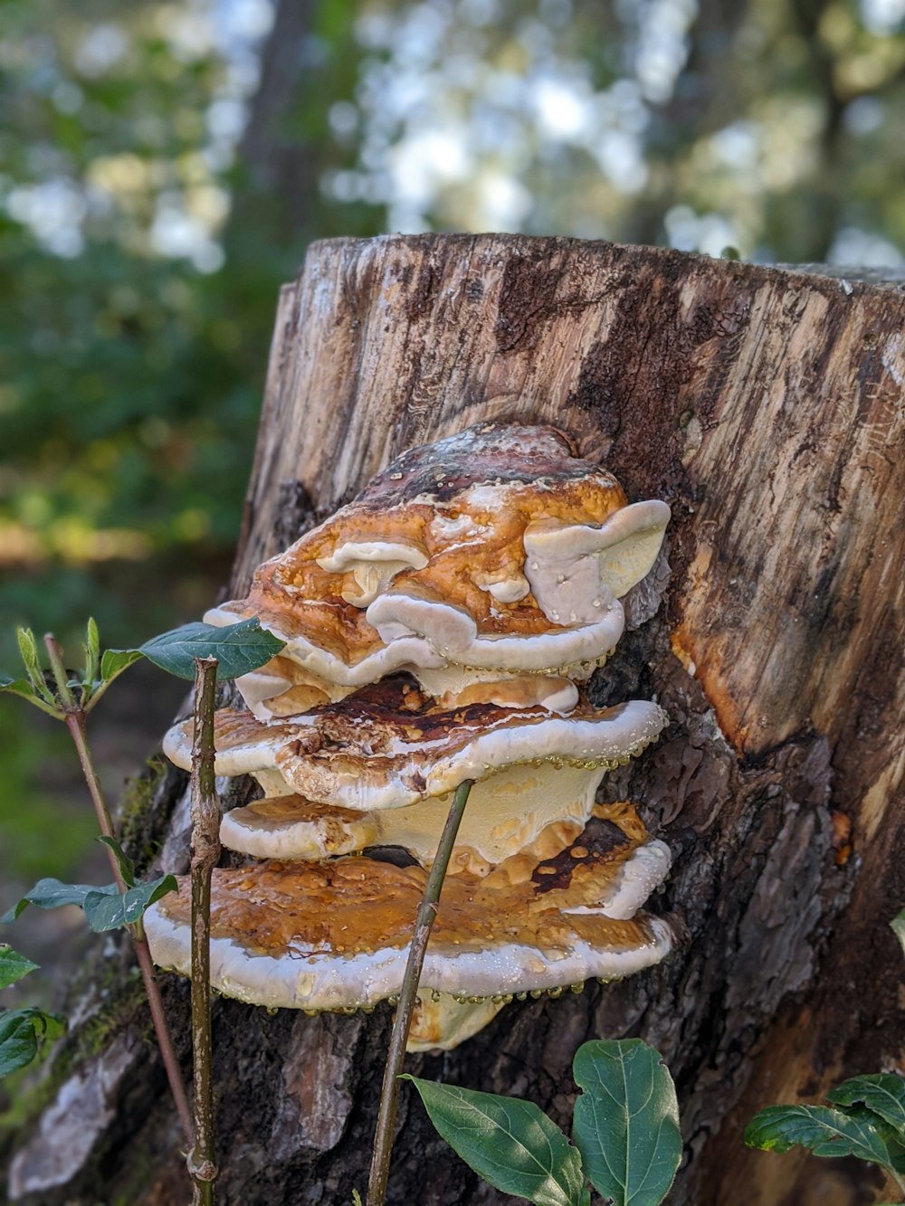 brown and white mushroom on brown tree trunk