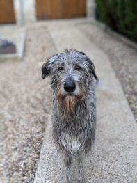 25 Best Dog Breeds for Highly Sensitive People (HSP)