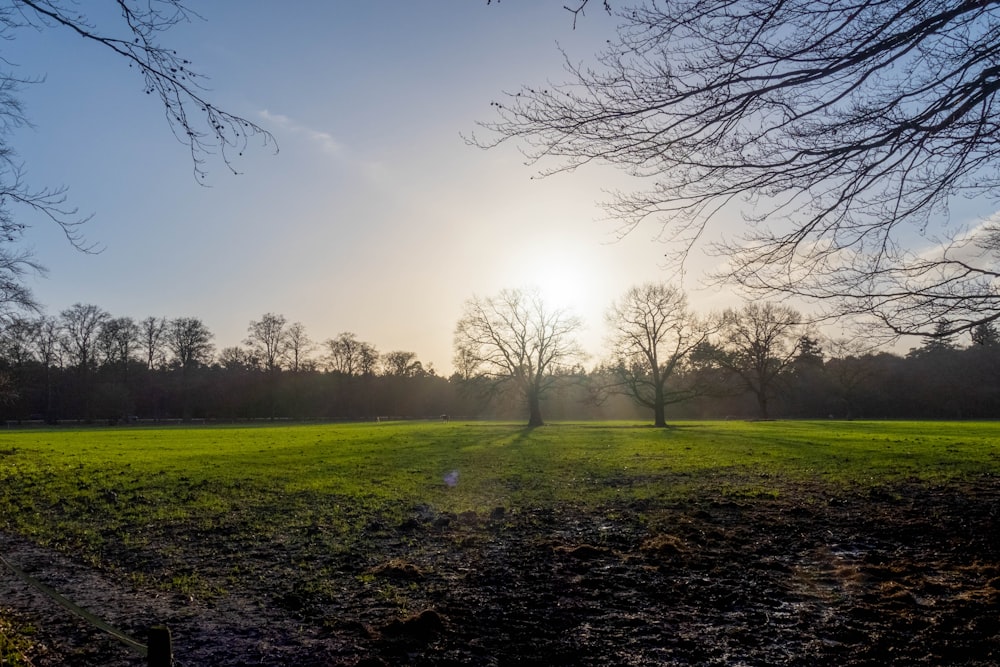 Grünes Grasfeld mit kahlen Bäumen unter blauem Himmel während des Tages