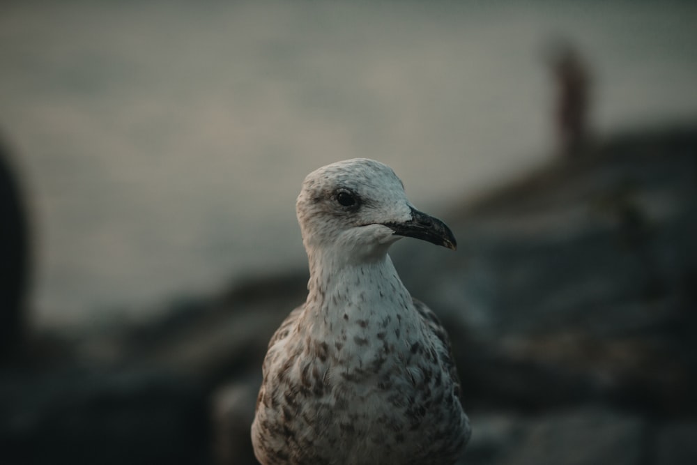 brown and white bird on black rock