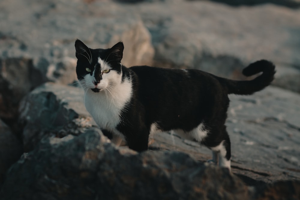 black and white cat on rock